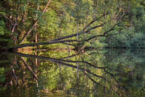 Gemeinde Tarsdorf Bezirk Braunau Huckinger See Spiegelung (Dirschl Johann) Österreich BR